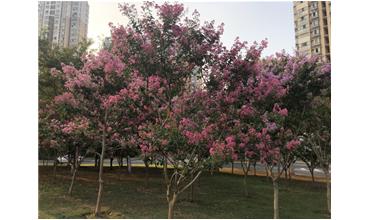 夏秋季節(jié)，錫城首次驚現(xiàn)紫薇花開美景